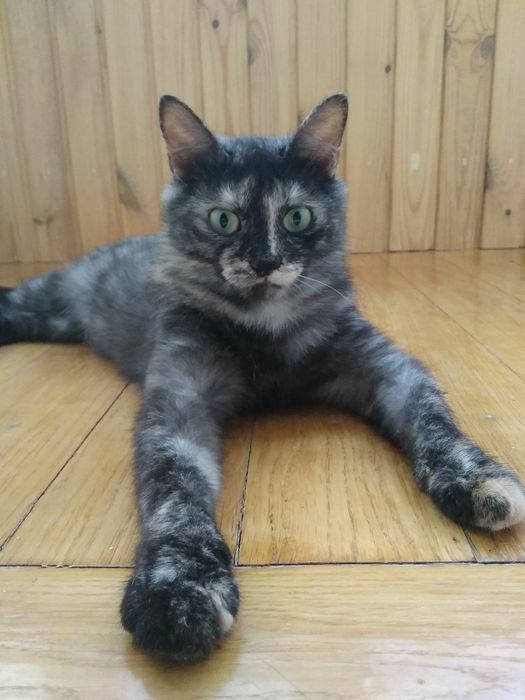 Кошечка Элика ищет дом