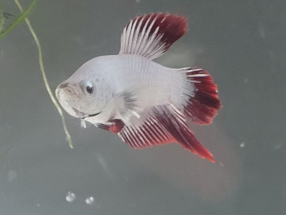Casal de Betta Red Dragon Plakat Premium à venda os mesmos das fotos