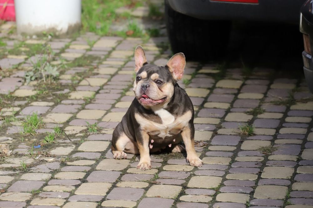 Лилово подпалая девочка французского бульдога
