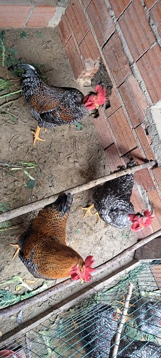 Tres galos para venda