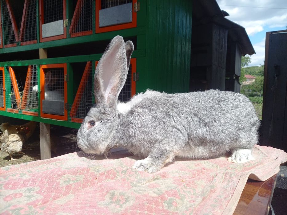 Європейська шиншила,білий велікан,фландер