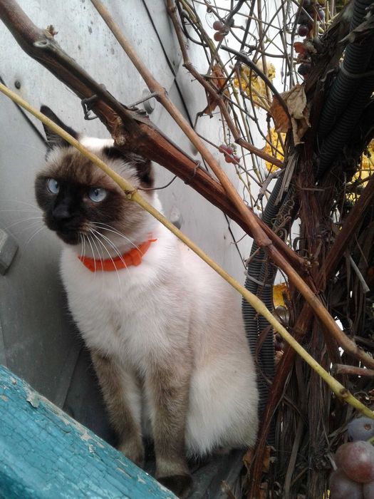 Поверніть будь-ласка мою Алісу!