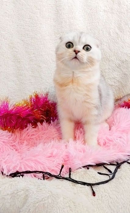 Срібляста шиншила хлопчик вислоушка