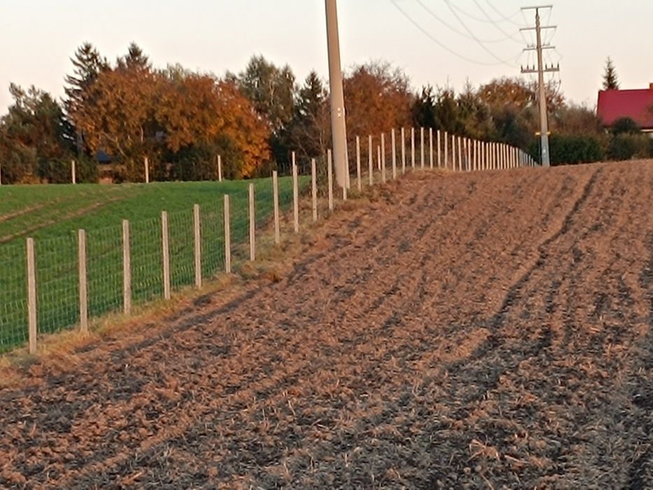 Ogrodzenie tymczasowe siatka leśna słupek drewniany betonowy