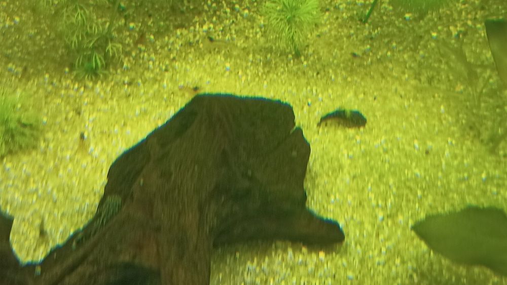 Ancistrus 2 - 3 cm
