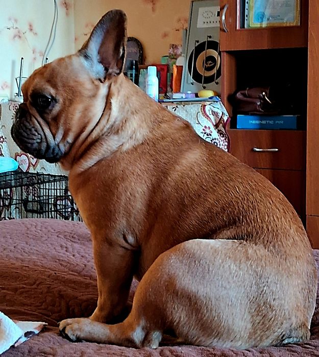 Французский бульдог,мальчик/вязка/