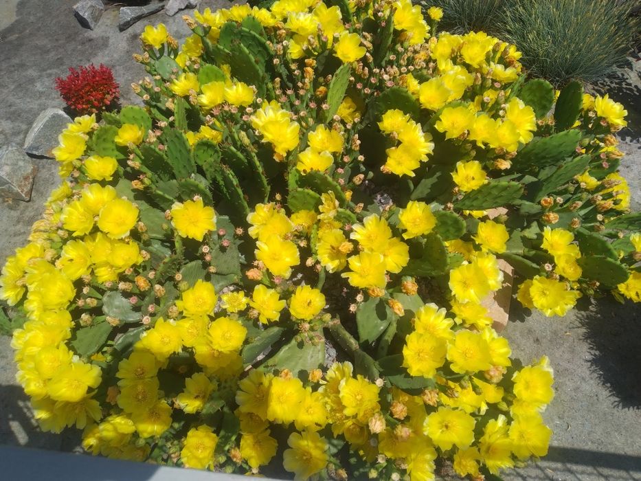 Опунция уличная садовая желтая