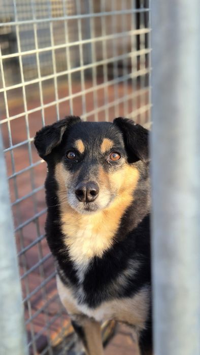 DAFI potrzebuje POMOCY !