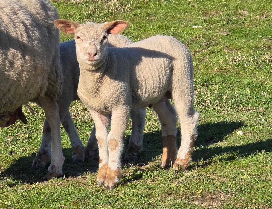 Borregos Charoleses Machos e Femeas