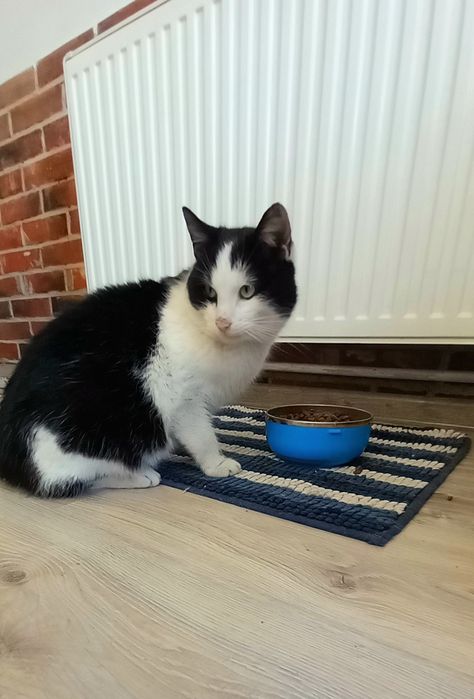 Kocurek Kubuś szuka domu