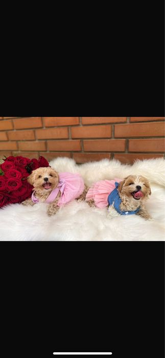 Маленькі красиві дітки мальтипу