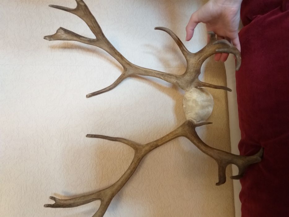 Роги оленя невеликі