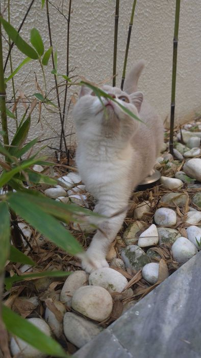 British shorthair bicolor lilás