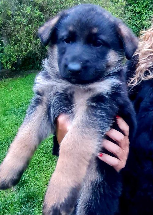 Lindo Cachorro Pastor Alemão Pêlo Curto