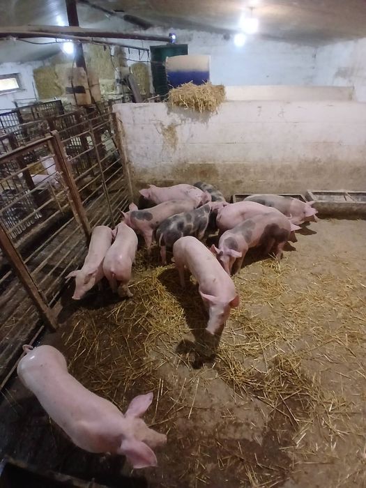 продам поросята м'ясного напрямку