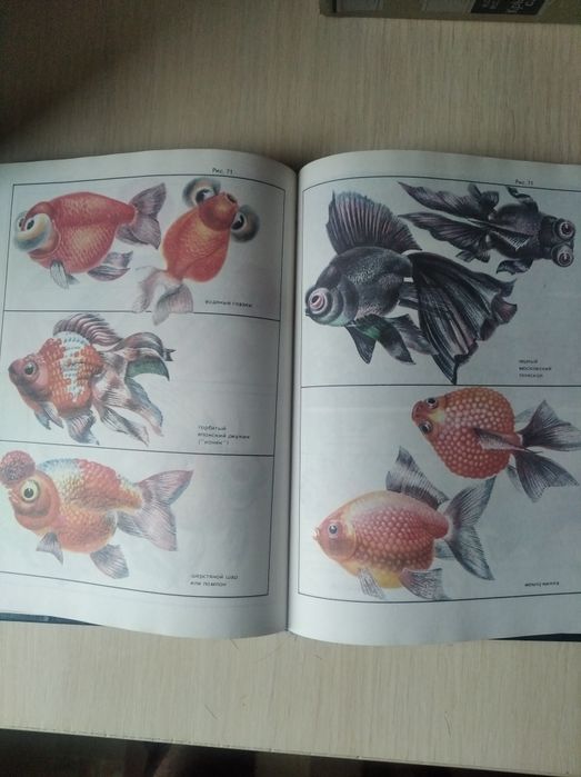 Экзотические рыбы.