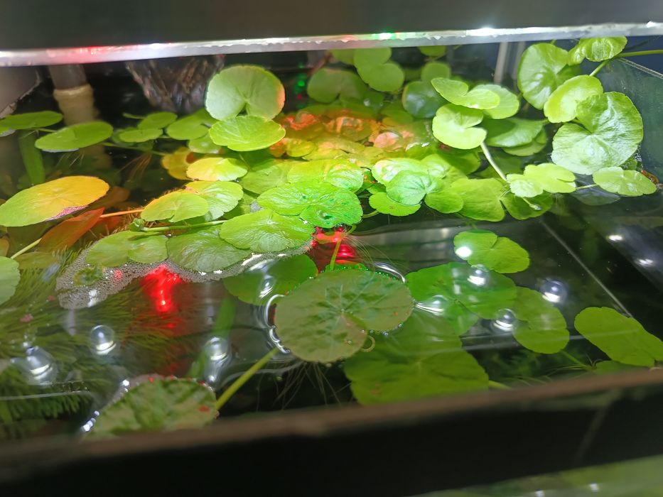 Wąkrotka zwyczajna hydrocotyle roślina akwariowa
