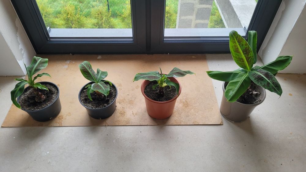 Bananowiec Musa Tropicana młoda sadzonka