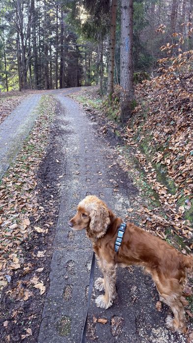 Cocker Spaniel z rodowodem 4 letni