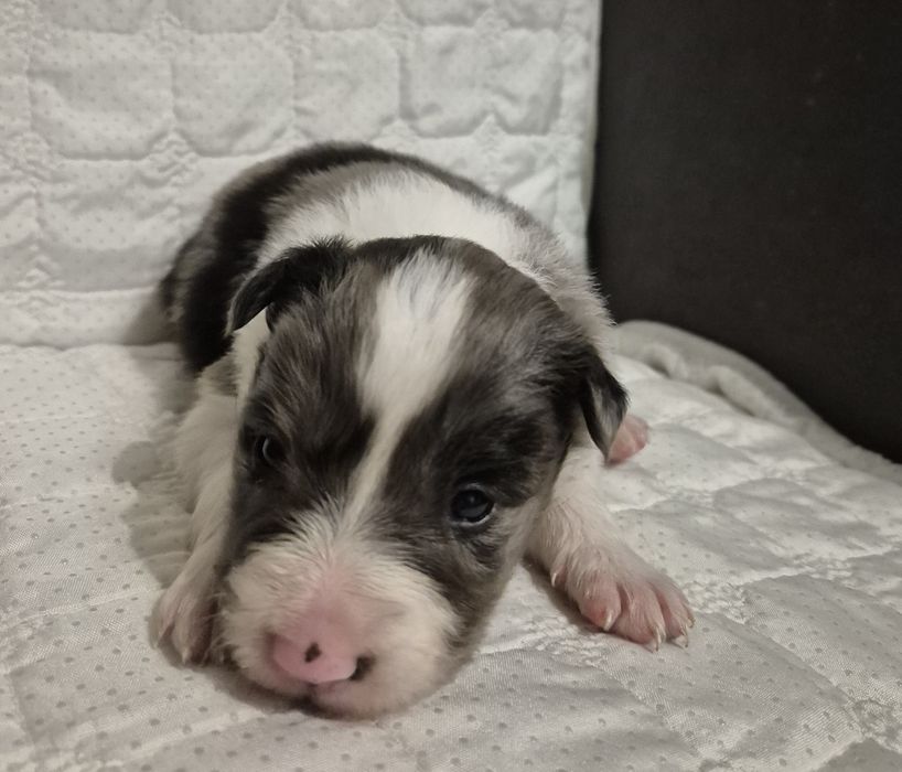 Border collie suczka blue merle