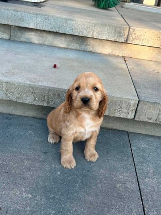 Cocker spaniel  angielski suczka