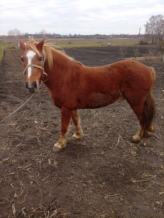 Продам робочого Коня