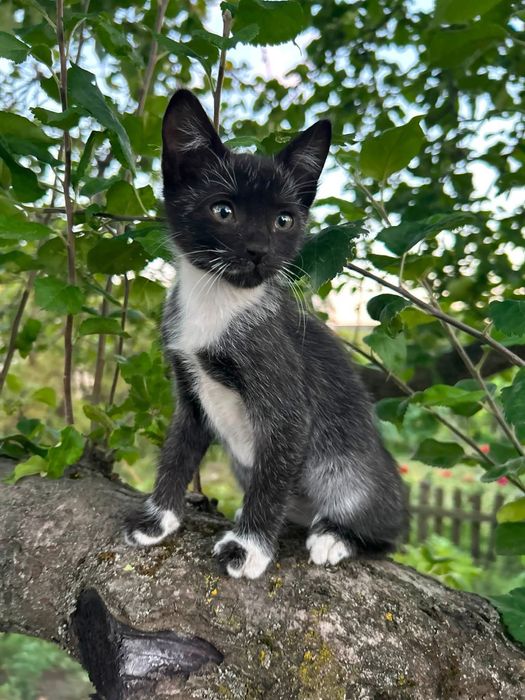 Кошенятко кішечка шукає родину
