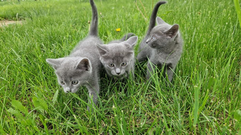 Кошенята Шартрез Котята Шартрез Кошеня