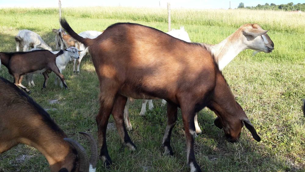 Цап англо нубійський. Нубієць
