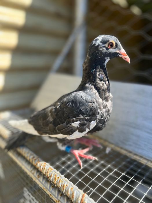 Pombo correio borracho