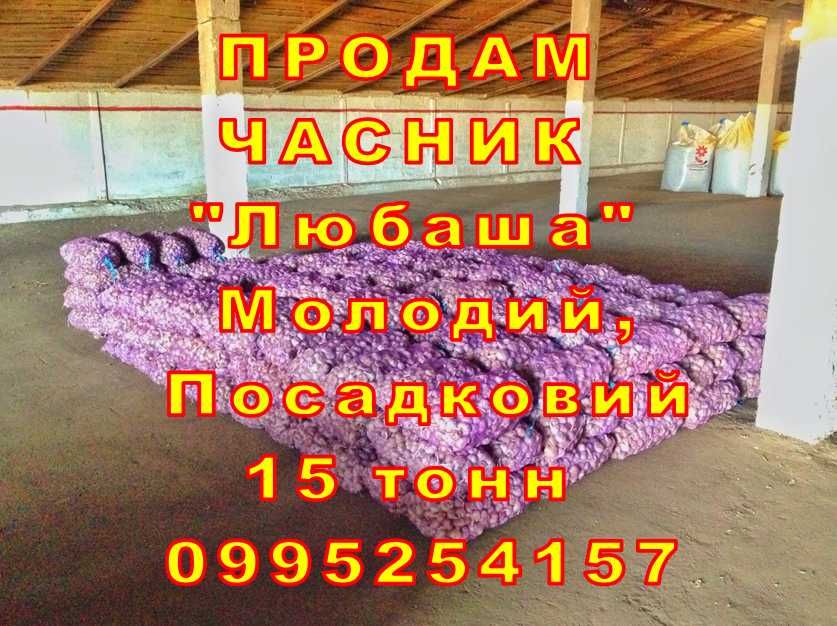 15 тонн ПРОДАМ ЧАСНИК Любаша Молодий Посадковий Товарний Озимий Оптом Чеснок Garlic