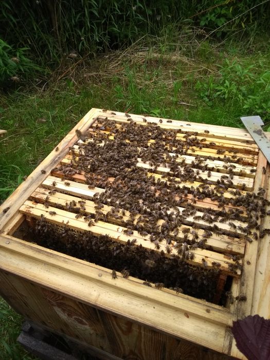 Sprzedam rodziny pszczele.