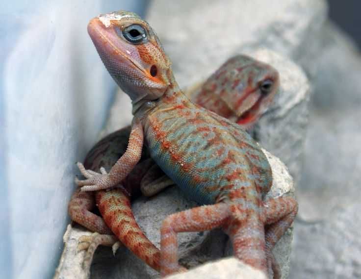 Agama brodata Gekon Jaszczurka dla początkującego zbożówka
