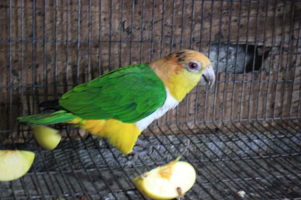 Casal Marianinhas Cabeça Canela