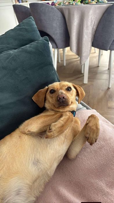 Waleczna Florka szuka domu