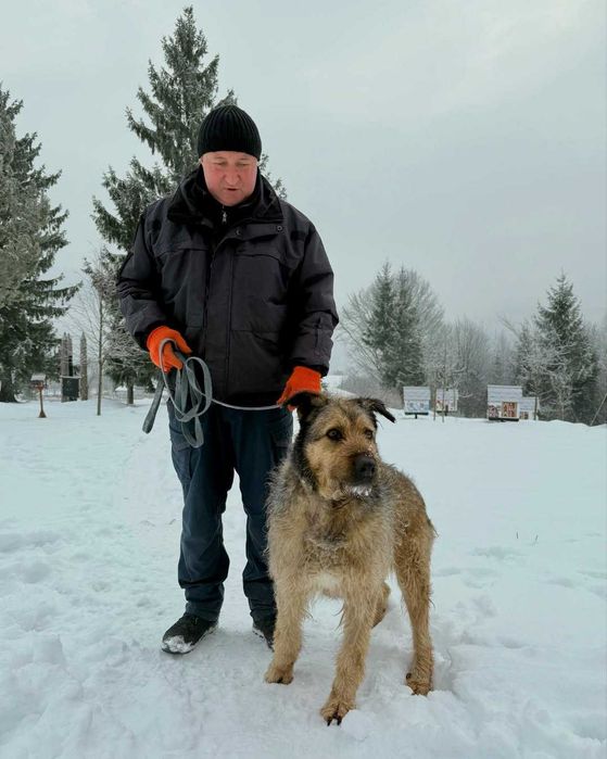 Джек, метис дратхаара, шукає дім
