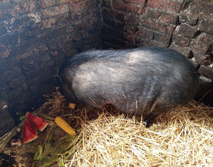 Свиноматка в'єтнамська недорого