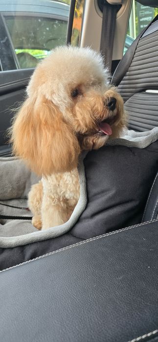 Cavapoo/ piękna dziewczynka