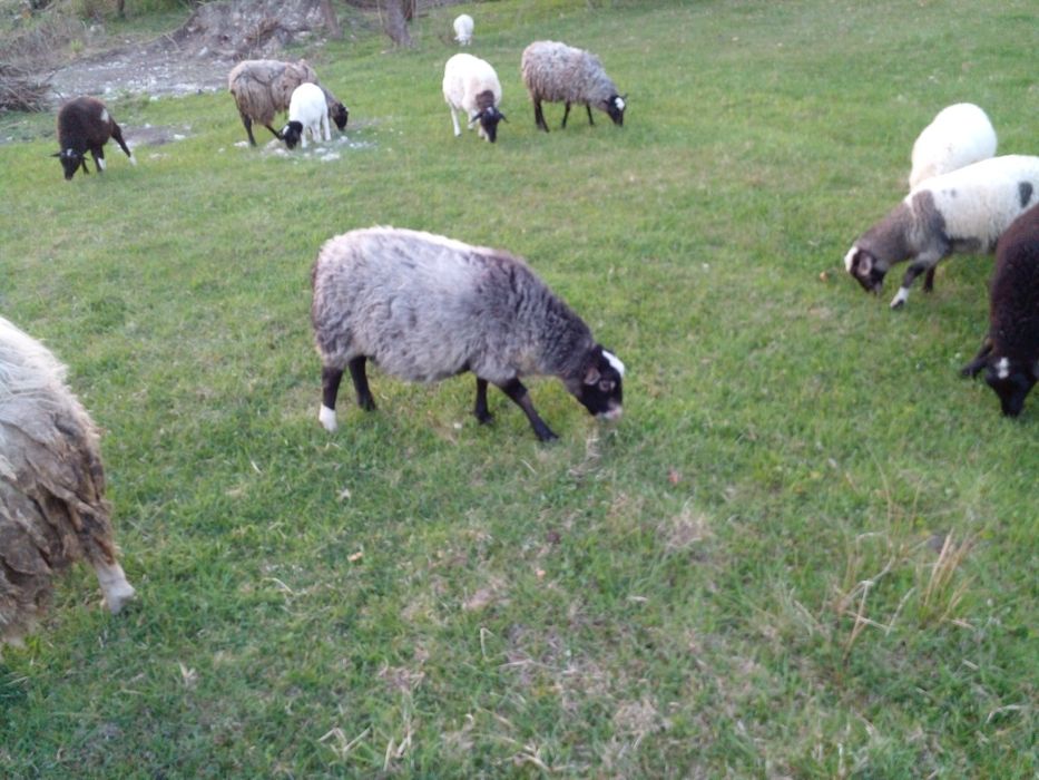 Продам вівці (молодняк, баранчики) проди дорпер,