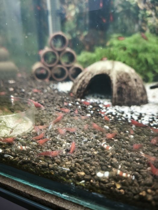 Camarões (oportunidade) Red Fire