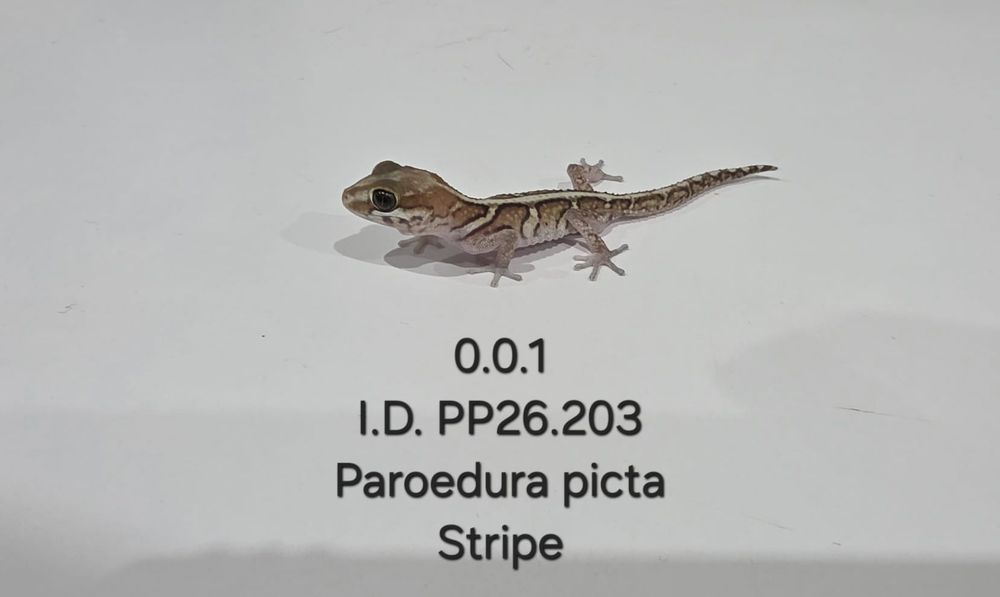 Paroedura Picta ( gekon madagaskarski)
