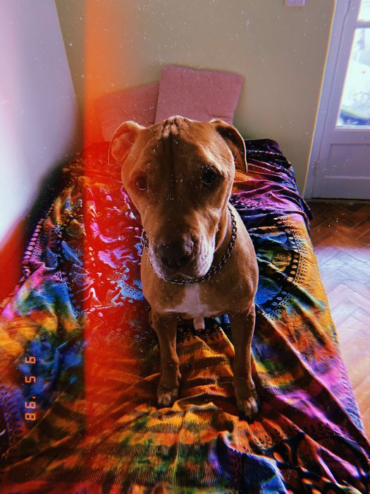 Pet nanny pet sitter passeios e cuidados