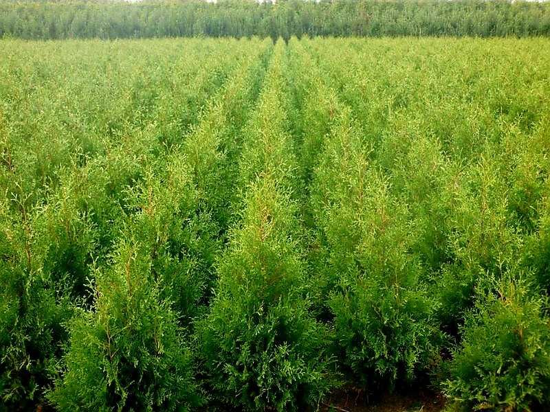 Promocja Tuja Brabant 200 cm