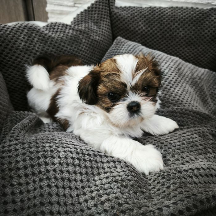 Suczka shih-tzu z Rodowodem