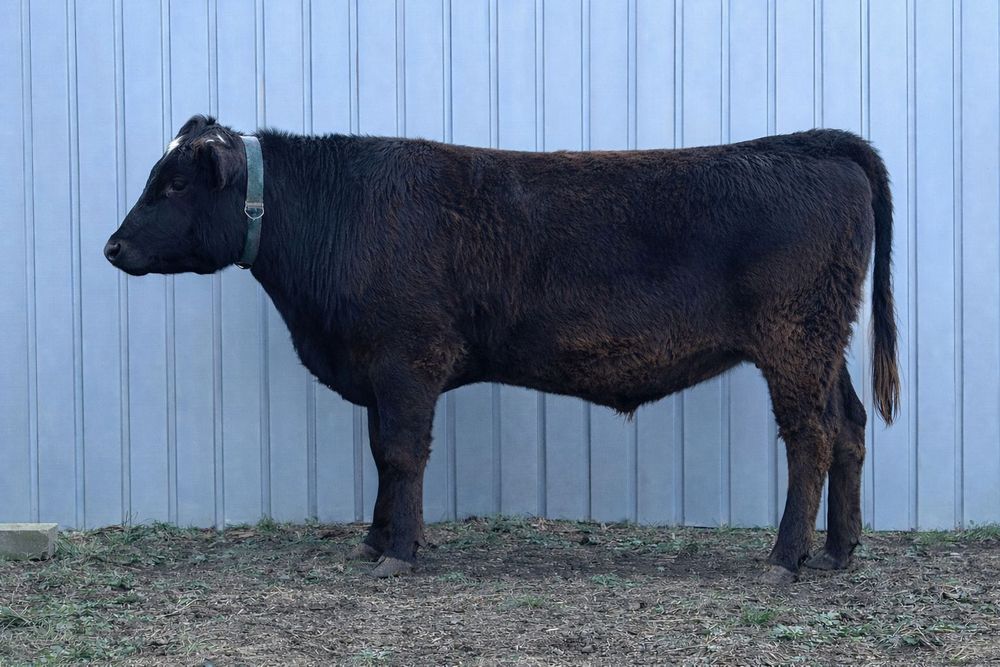 Бичок на племʼя швіц голштин