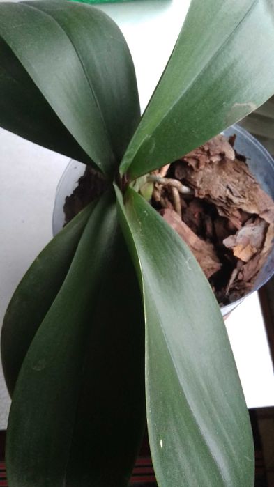 Орхидея сиренневая.