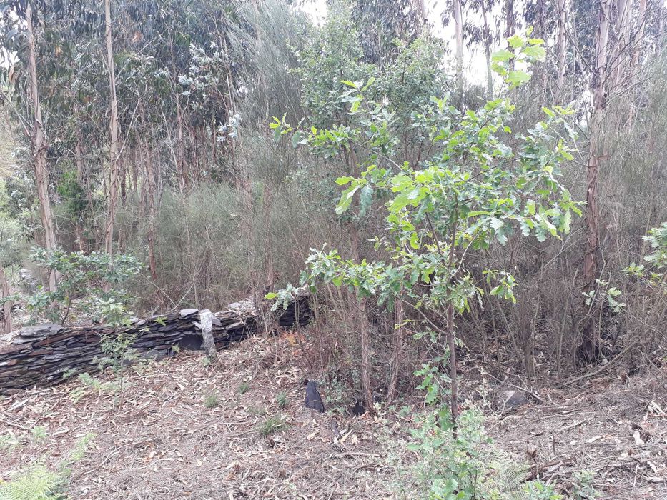 Terreno / Quinta , Penafiel, perto do Porto, 8000 m2, 30 000€