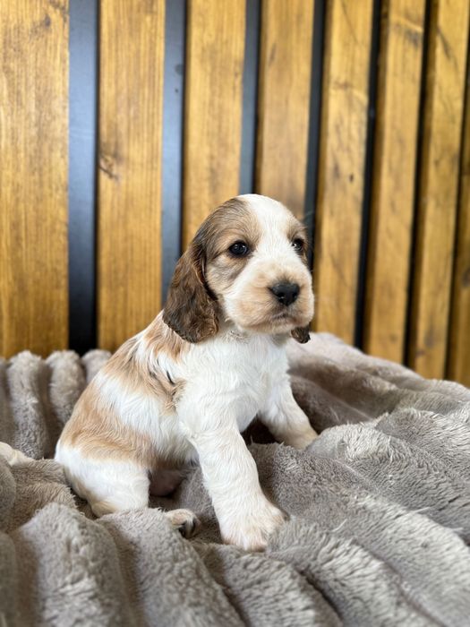 Cocker spaniel angielski