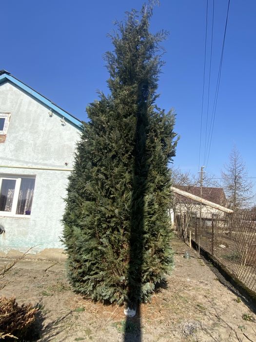 Туя-ялинка для дачі