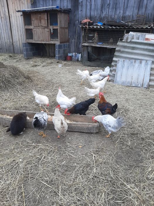 Sprzedam młode kogutki